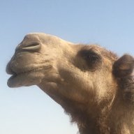 Camel Whisperer